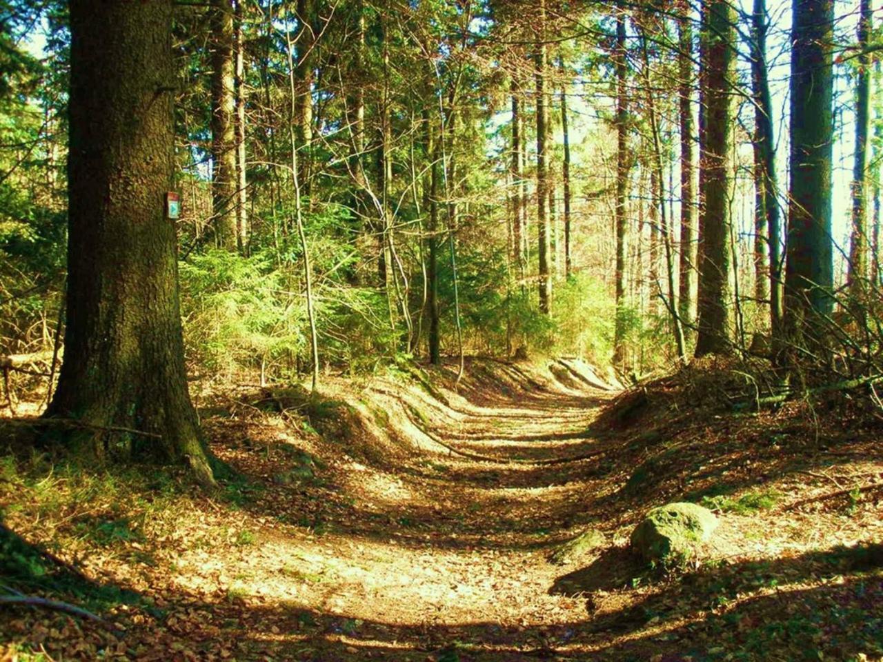 Ferienwohnungen Waldblick Waldmünchen Exterior foto